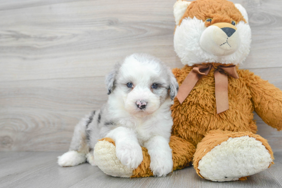 Best Mini Sheepadoodle Baby