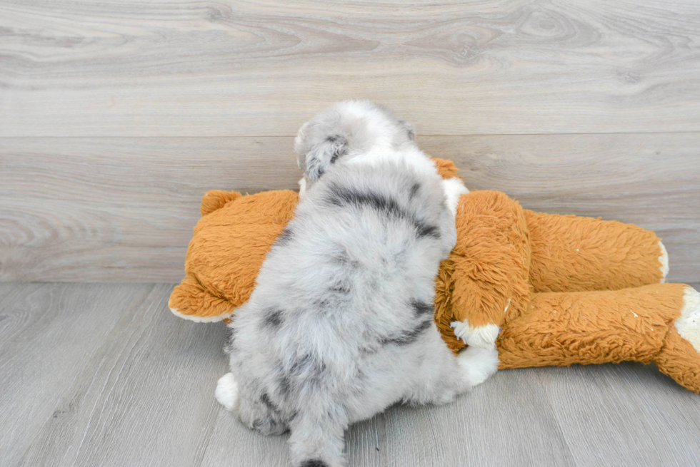 Energetic Sheep Dog Poodle Mix Puppy