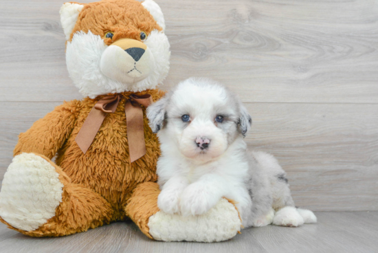 Friendly Mini Sheepadoodle Baby