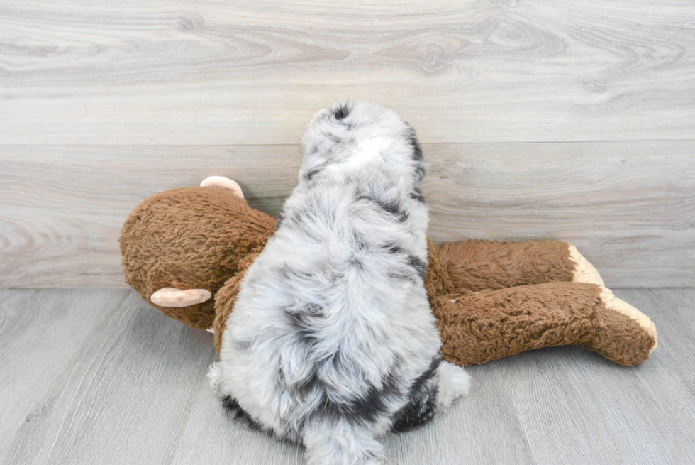 Mini Sheepadoodle Pup Being Cute