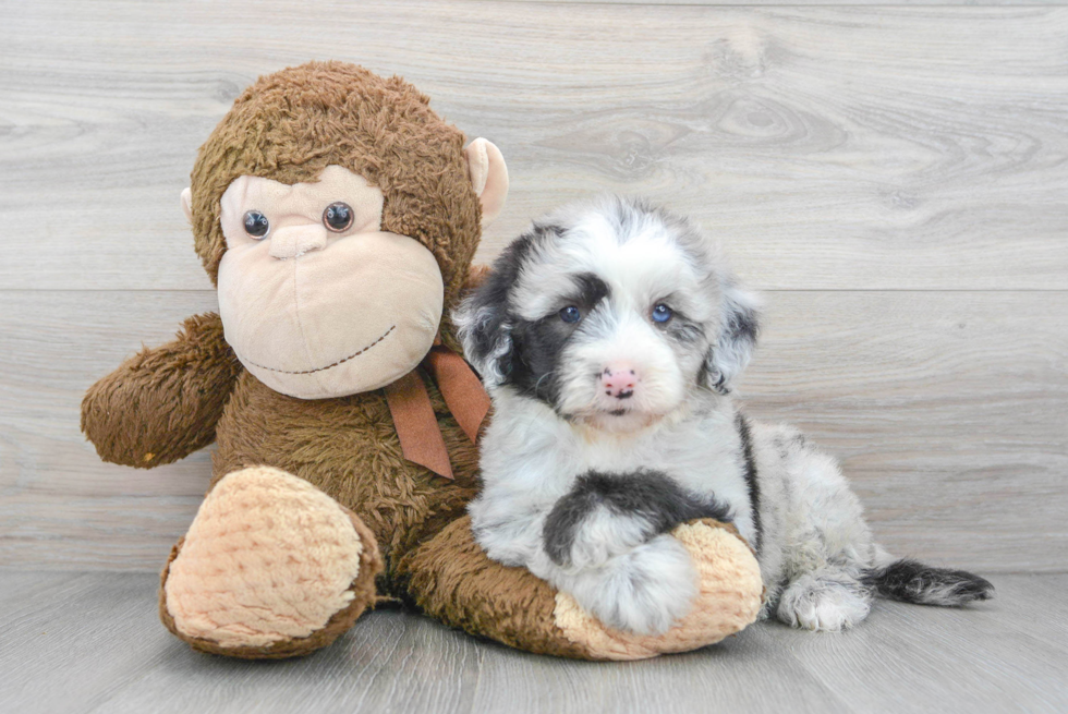 Best Mini Sheepadoodle Baby