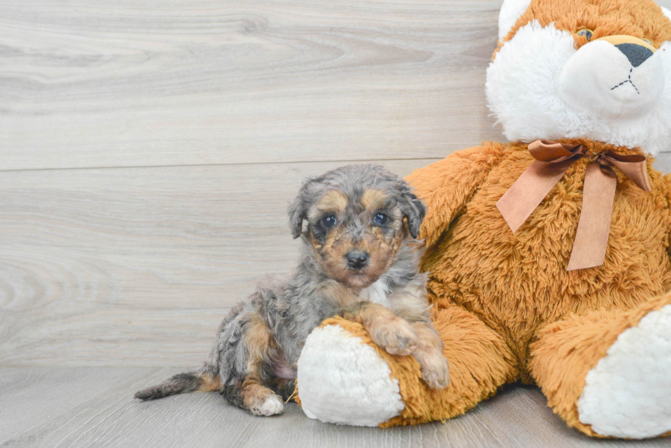 Popular Mini Sheepadoodle Poodle Mix Pup