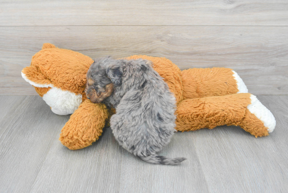 Adorable Sheep Dog Poodle Mix Puppy