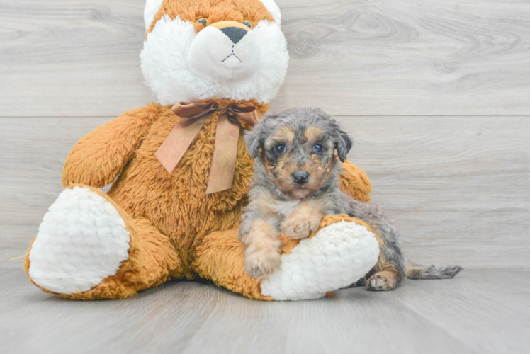 Petite Mini Sheepadoodle Poodle Mix Pup