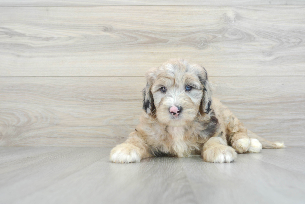 Playful Sheep Dog Poodle Mix Puppy