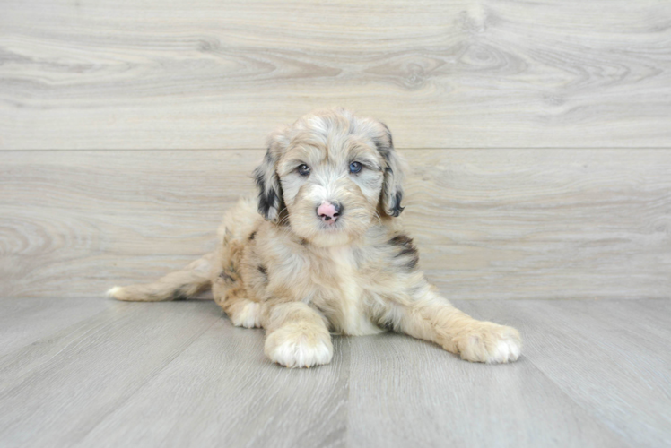 Smart Mini Sheepadoodle Poodle Mix Pup