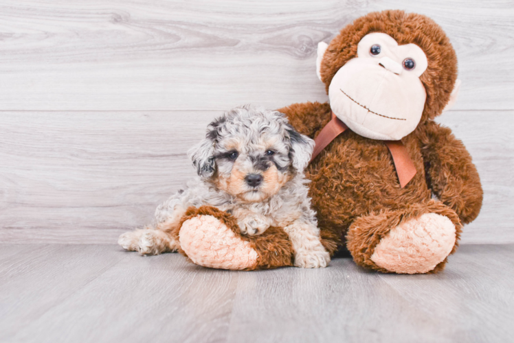 Mini Sheepadoodle Puppy for Adoption