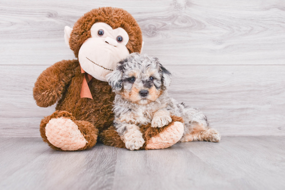 Best Mini Sheepadoodle Baby