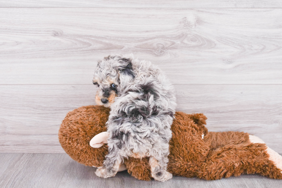 Popular Mini Sheepadoodle Poodle Mix Pup