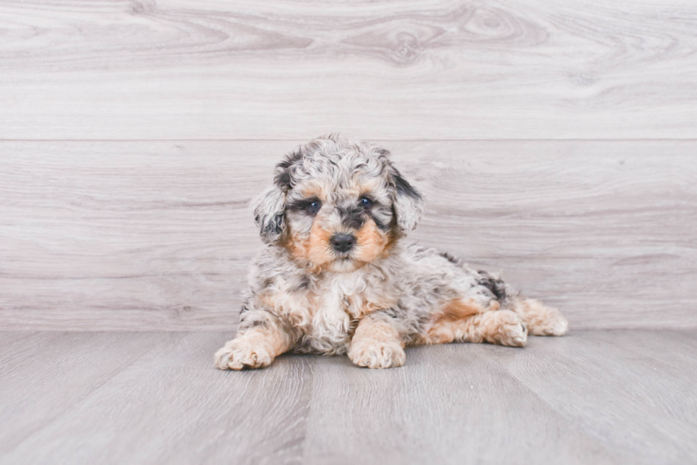 Mini Sheepadoodle Puppy for Adoption