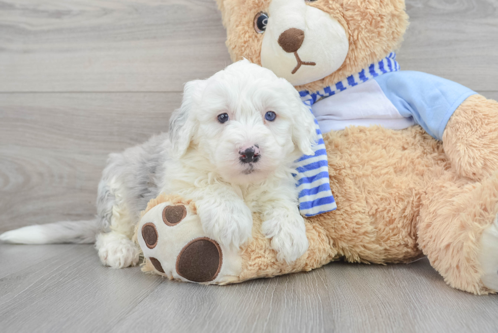 Happy Mini Sheepadoodle Baby