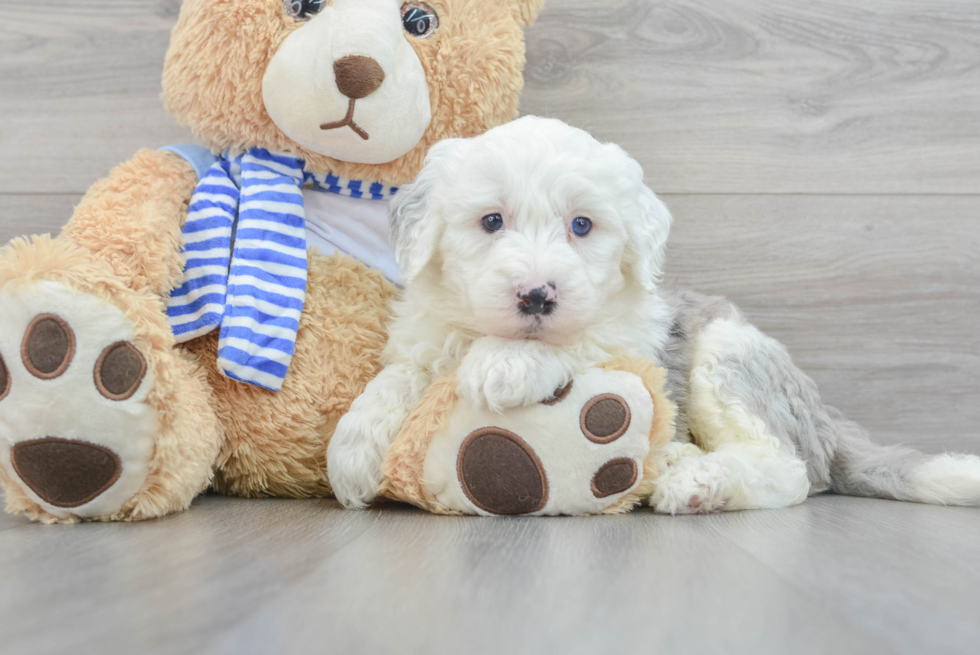 Cute Mini Sheepadoodle Baby