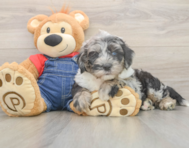 6 week old Mini Sheepadoodle Puppy For Sale - Premier Pups
