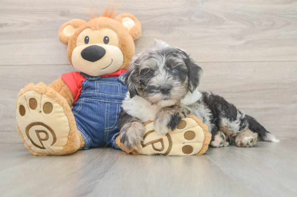 5 week old Mini Sheepadoodle Puppy For Sale - Premier Pups