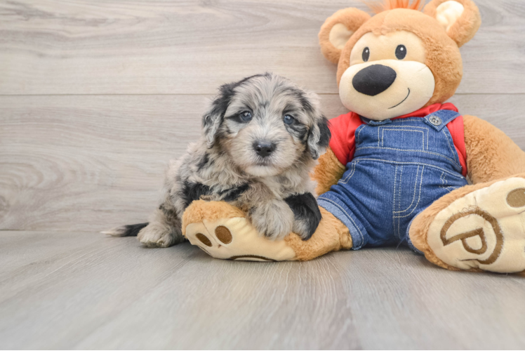Smart Mini Sheepadoodle Poodle Mix Pup