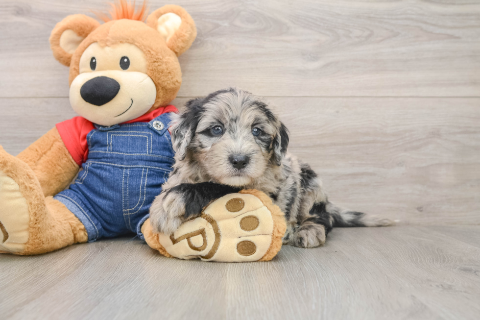 Best Mini Sheepadoodle Baby