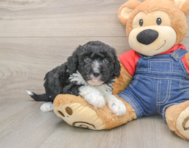 5 week old Mini Sheepadoodle Puppy For Sale - Premier Pups