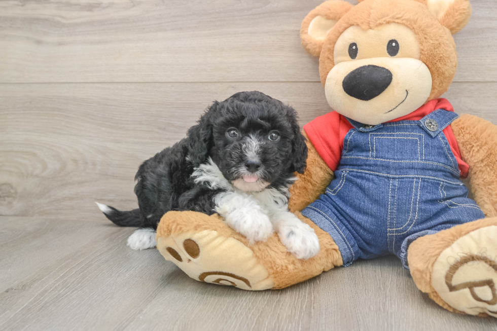 Happy Mini Sheepadoodle Baby