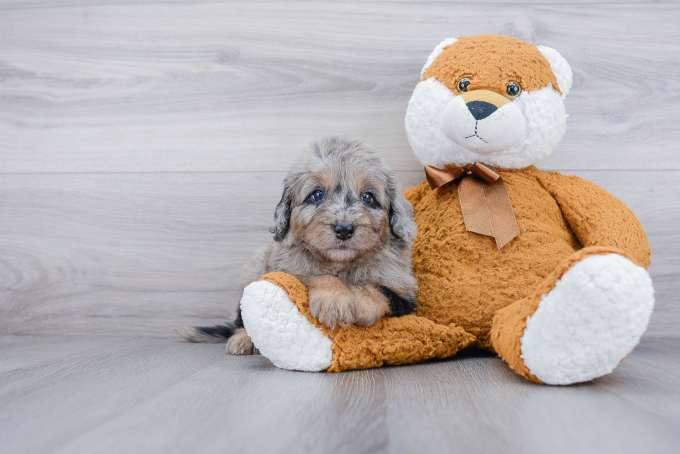 Best Mini Sheepadoodle Baby