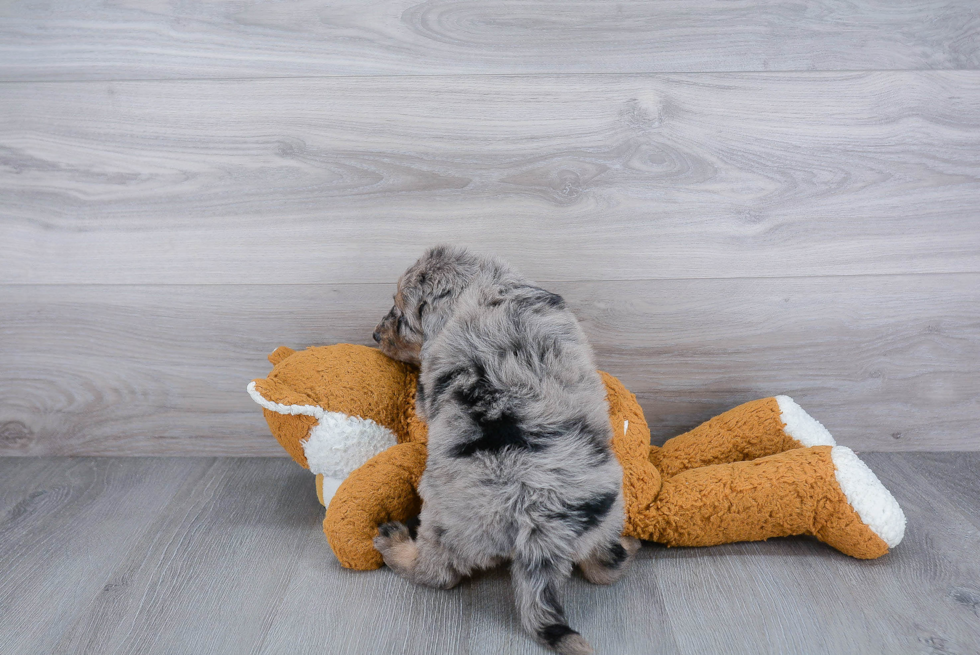 Happy Mini Sheepadoodle Baby