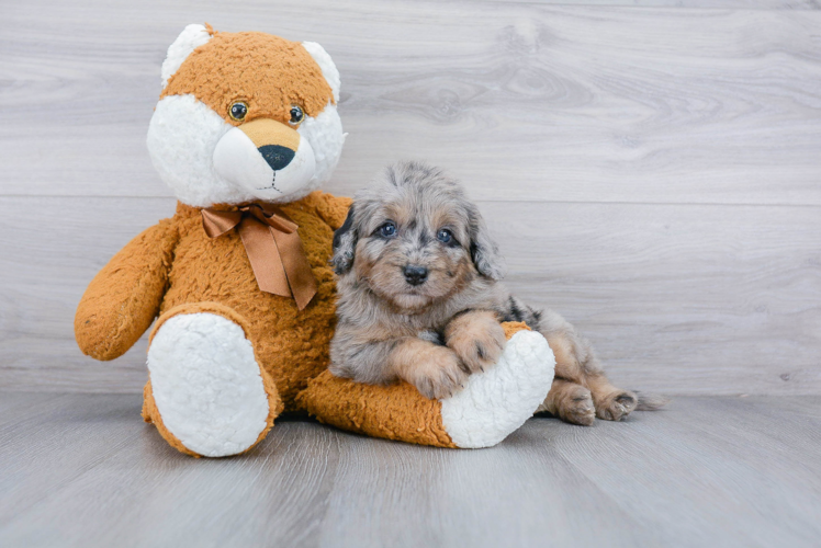 Mini Sheepadoodle Puppy for Adoption