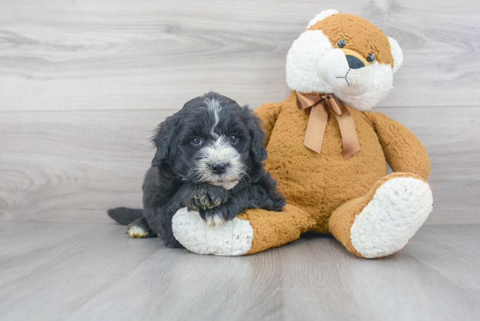 Friendly Mini Sheepadoodle Baby