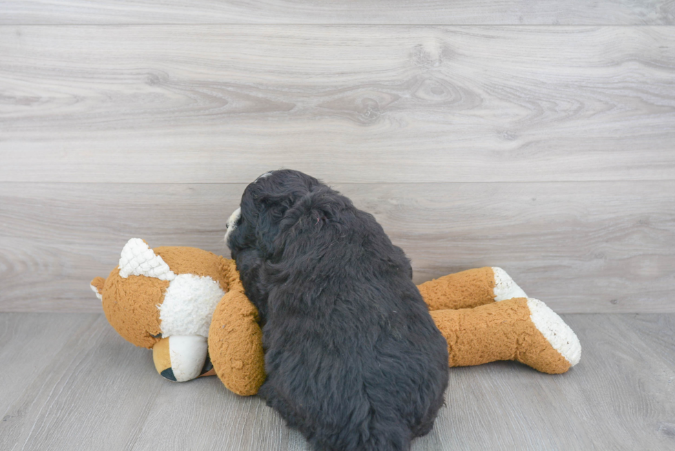 Happy Mini Sheepadoodle Baby