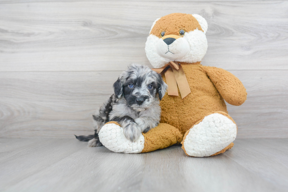 Fluffy Mini Sheepadoodle Poodle Mix Pup