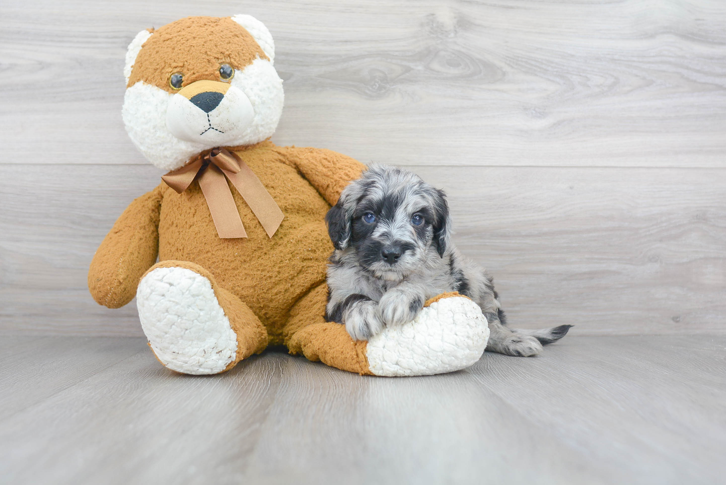 Small Mini Sheepadoodle Baby
