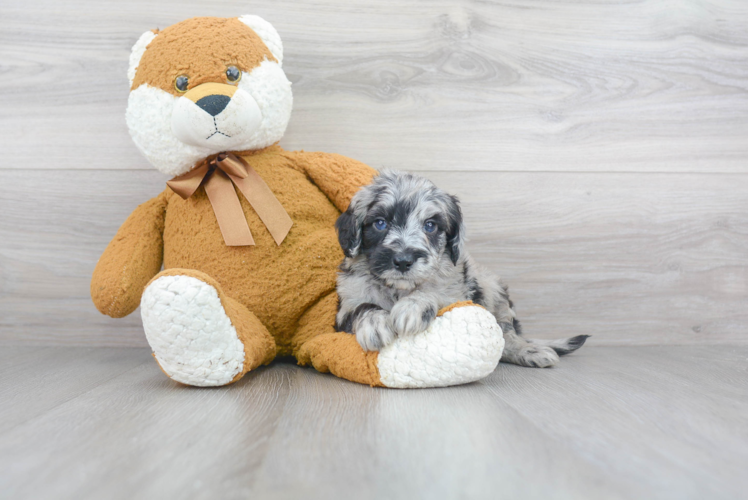 Small Mini Sheepadoodle Baby