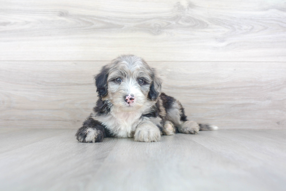 Mini Sheepadoodle Puppy for Adoption