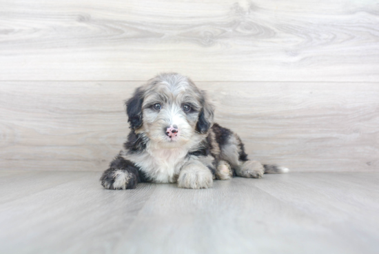 Mini Sheepadoodle Puppy for Adoption