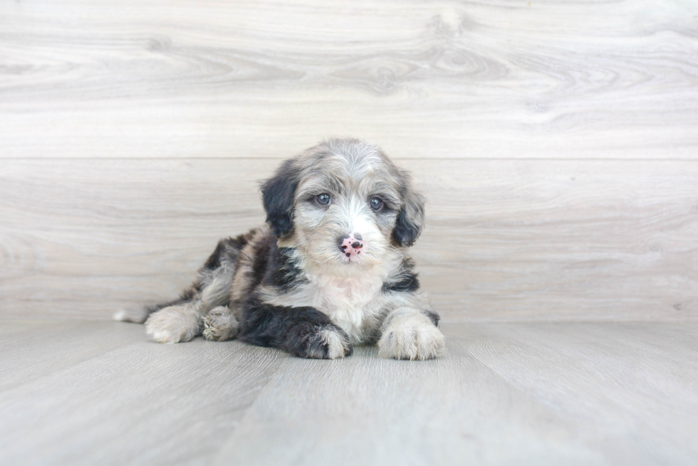 Mini Sheepadoodle Puppy for Adoption