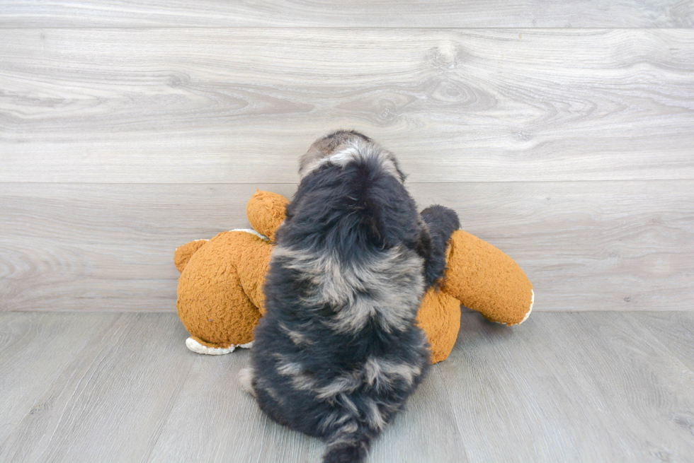 Hypoallergenic Sheep Dog Poodle Mix Puppy