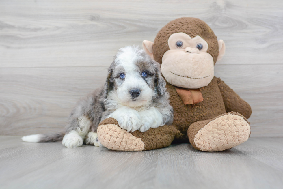 Mini Sheepadoodle Pup Being Cute