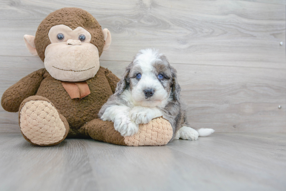 Sweet Mini Sheepadoodle Baby