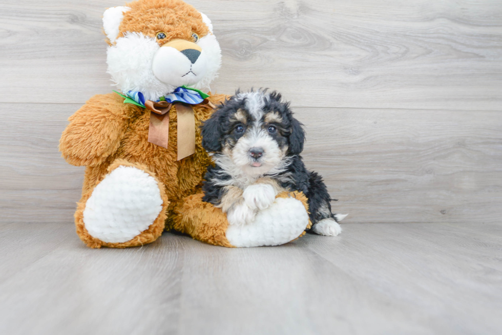 Hypoallergenic Sheep Dog Poodle Mix Puppy