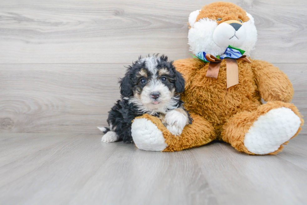 Mini Sheepadoodle Pup Being Cute