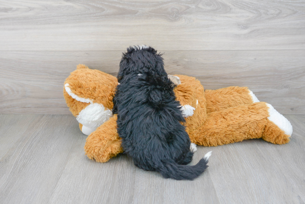 Mini Sheepadoodle Pup Being Cute