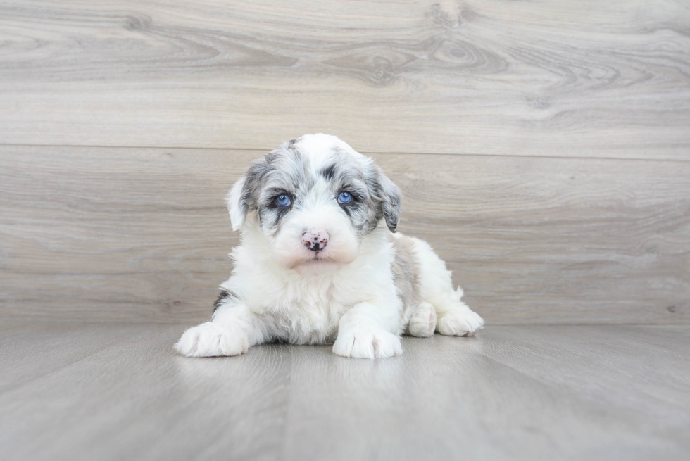 Playful Sheep Dog Poodle Mix Puppy