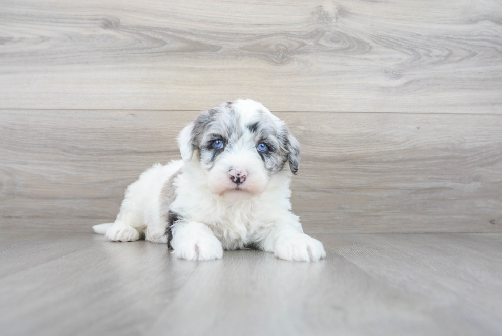 Mini Sheepadoodle Puppy for Adoption