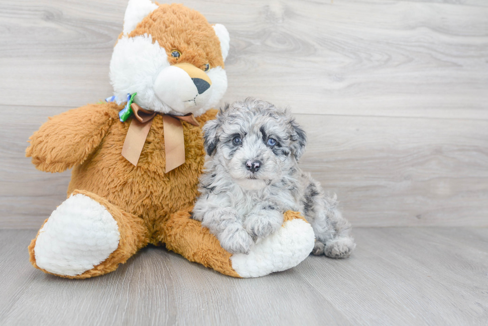 Mini Sheepadoodle Pup Being Cute