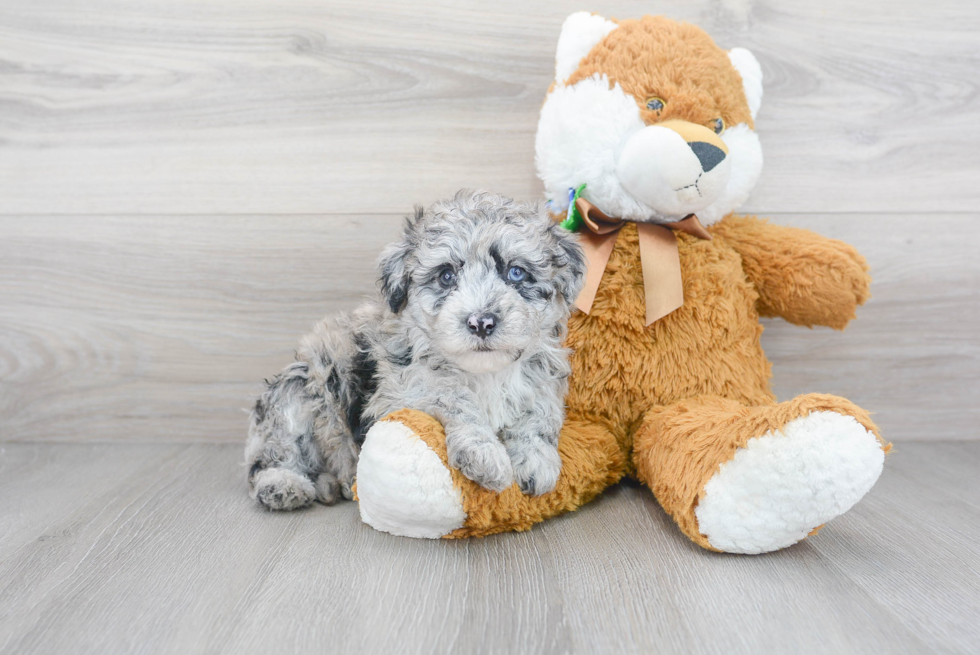 Best Mini Sheepadoodle Baby