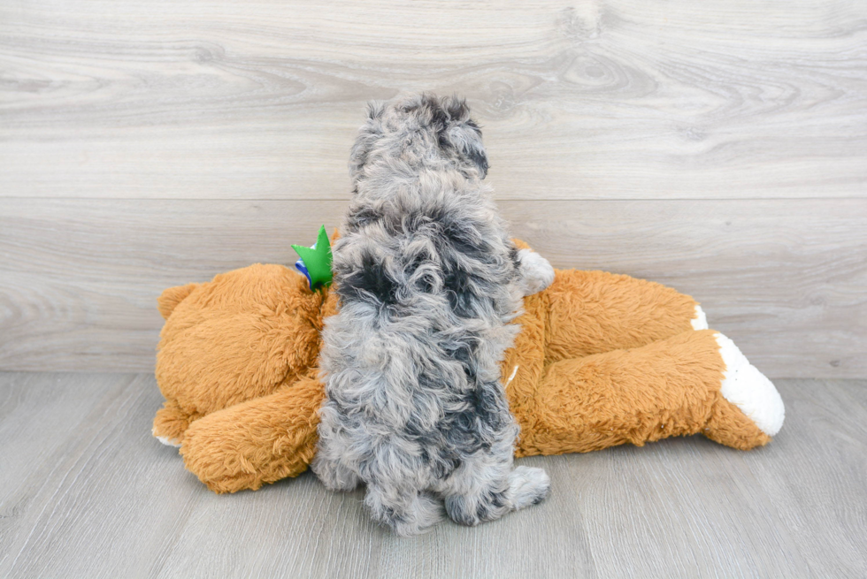 Playful Sheep Dog Poodle Mix Puppy