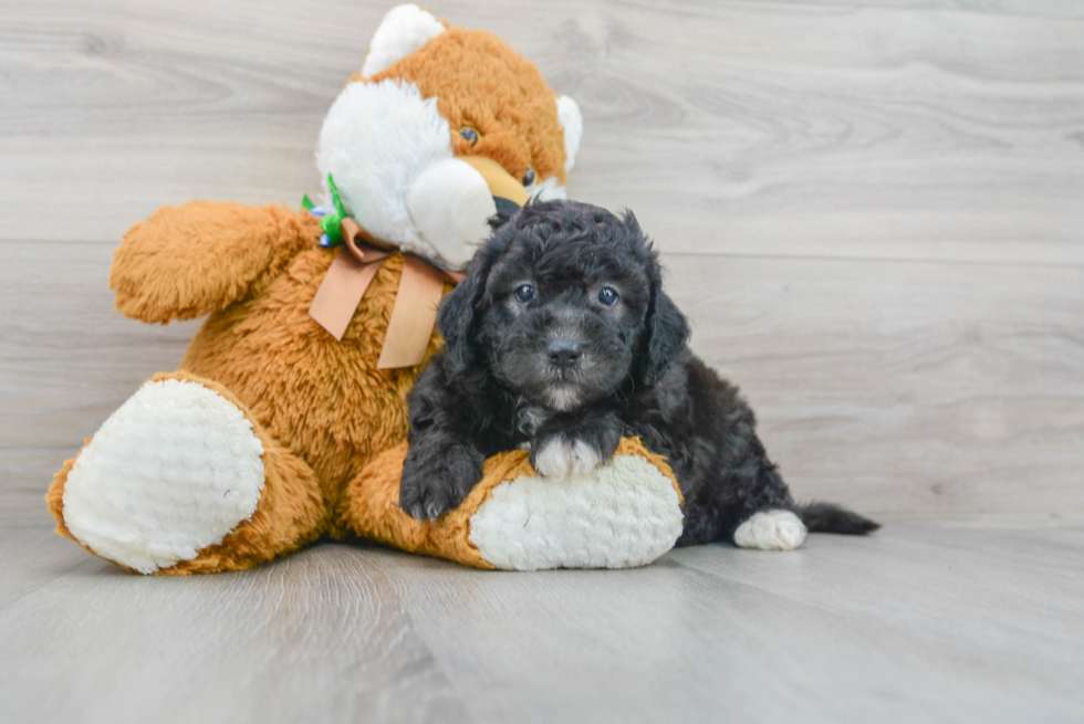 Best Mini Sheepadoodle Baby