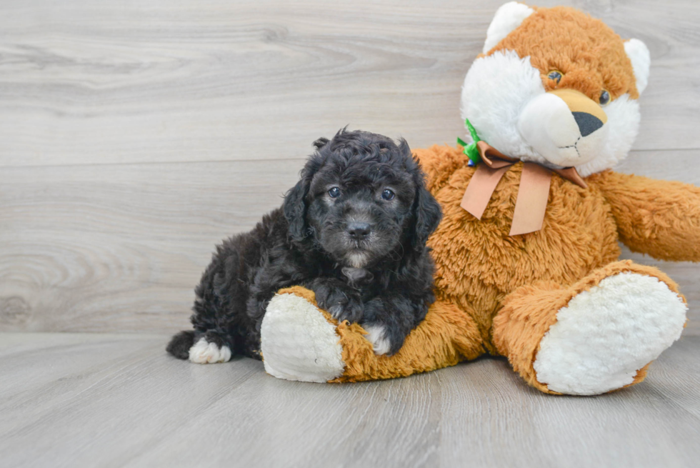 Mini Sheepadoodle Pup Being Cute