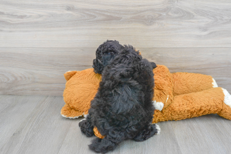 Little Sheep Dog Poodle Mix Puppy