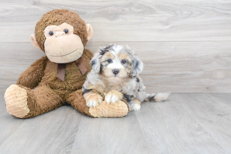 Mini Sheepadoodle Pup Being Cute