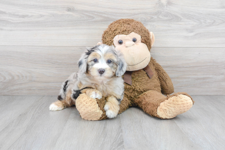 Adorable Sheep Dog Poodle Mix Puppy