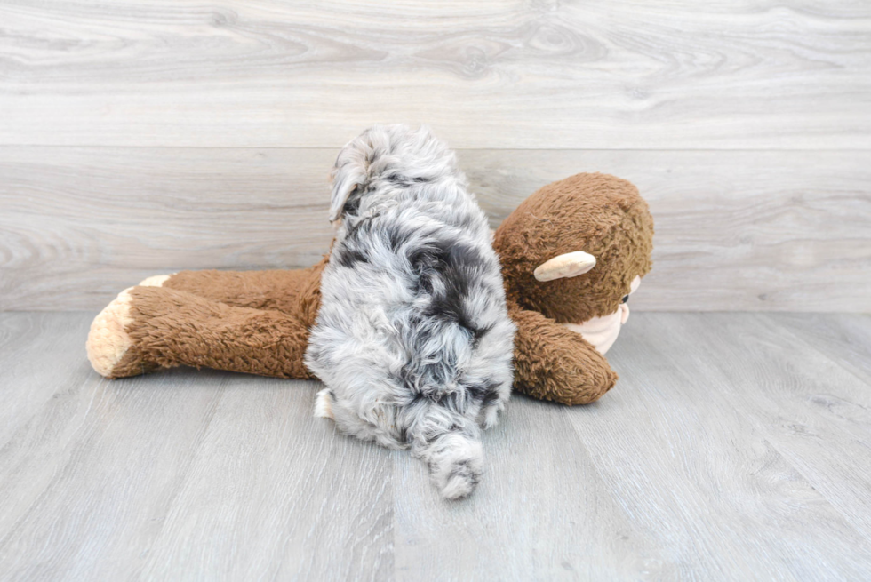 Mini Sheepadoodle Puppy for Adoption